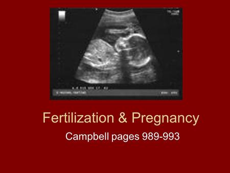 Fertilization & Pregnancy
