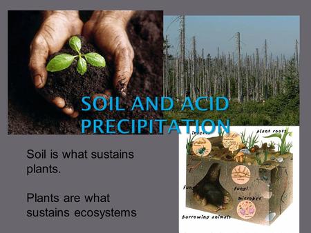 Soil is what sustains plants. Plants are what sustains ecosystems.