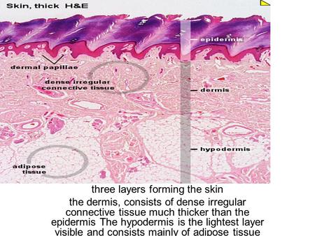 Three layers forming the skin the dermis, consists of dense irregular connective tissue much thicker than the epidermis The hypodermis is the lightest.
