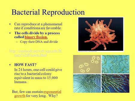 Bacterial Reproduction Can reproduce at a phenomenal rate if conditions are favorable. The cells divide by a process called binary fission. –Copy their.