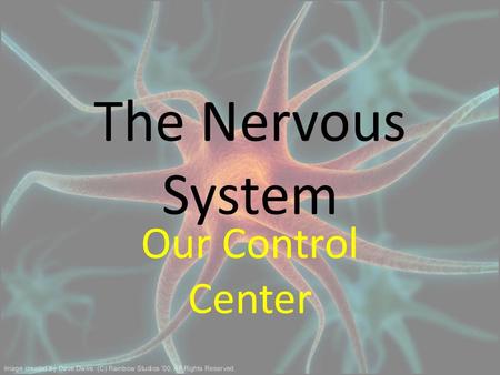 The Nervous System Our Control Center. What controls our body functions? When you Blink? When you breath? When you smell a fart? When you are hungry?