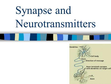 Synapse and Neurotransmitters. The Synapse Synapse: junction between a neuron and another neuron or muscle cell When a wave of polarization reaches the.