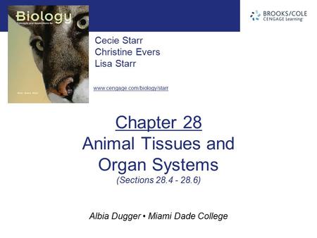 Albia Dugger Miami Dade College Cecie Starr Christine Evers Lisa Starr www.cengage.com/biology/starr Chapter 28 Animal Tissues and Organ Systems (Sections.