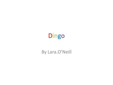 Dingo By Lara.O’Neill.