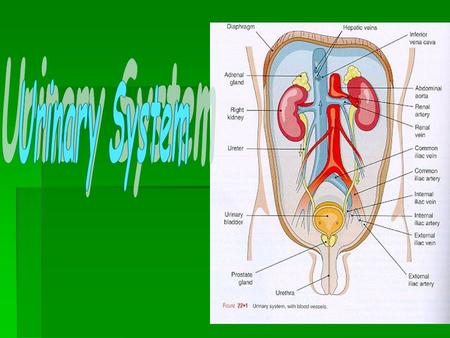 Urinary System Functions of Urinary System: 1.Excretion- removing nitrogenous wastes, certain salts and excess water from blood. 2.Maintain acid-base.