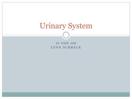 JI YON OH LYNN SCHRECK Urinary System. Functions Gets rid of wastes Maintains the water levels Maintains mineral and vitamin levels Monitors blood pH.