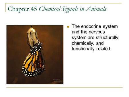 Chapter 45 Chemical Signals in Animals