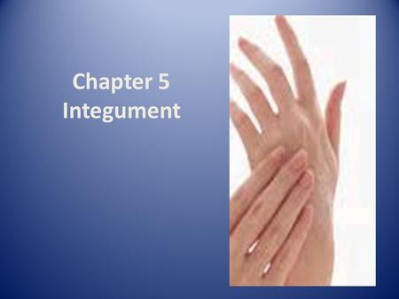 Chapter 5 Integument. Hair Follicle Review Nails Scale-like modifications of epidermis that forms clear protective covering on dorsal surface of distal.