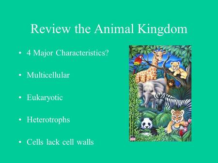 Review the Animal Kingdom 4 Major Characteristics? Multicellular Eukaryotic Heterotrophs Cells lack cell walls.