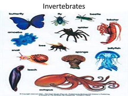 Invertebrates.