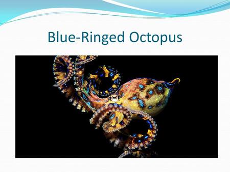 Blue-Ringed Octopus.