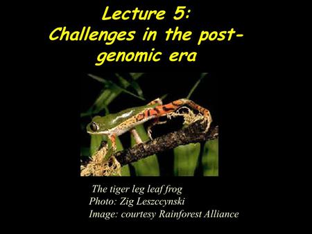 Lecture 5: Challenges in the post- genomic era The tiger leg leaf frog Photo: Zig Leszccynski Image: courtesy Rainforest Alliance.