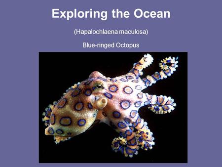 Exploring the Ocean (Hapalochlaena maculosa) Blue-ringed Octopus.