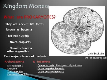 Kingdom Monera What are PROKARYOTES? They are ancient life forms