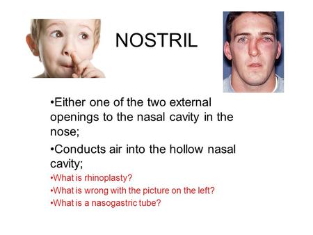 NOSTRIL Either one of the two external openings to the nasal cavity in the nose; Conducts air into the hollow nasal cavity; What is rhinoplasty? What is.