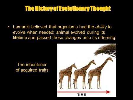 The History of Evolutionary Thought Lamarck believed that organisms had the ability to evolve when needed; animal evolved during its lifetime and passed.