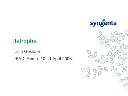 Jatropha Dilip Gokhale IFAD, Rome, 10-11 April 2008.