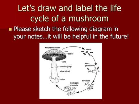 Let’s draw and label the life cycle of a mushroom Please sketch the following diagram in your notes…it will be helpful in the future! Please sketch the.