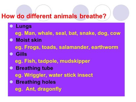 How do different animals breathe?
