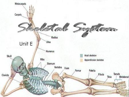 Skeletal System Unit E.