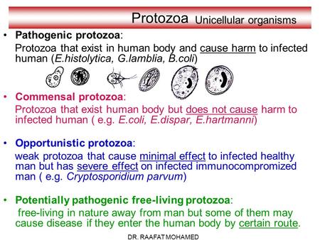 Unicellular organisms