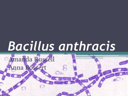 Bacillus anthracis Amanda Russell Anna Bossert. Taxonomy Kingdom: Bacteria Phylum: Firmicutes Class: Bacilli Order: Bacillales Family: Bacillaceae Genus:
