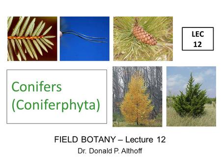 LEC 12 FIELD BOTANY – Lecture 12 Dr. Donald P. Althoff Conifers (Coniferphyta)