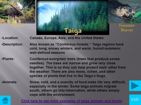 Location:Canada, Europe, Asia, and the United States Description:Also known as “Coniferous forests.” Taiga regions have cold, long, snowy winters, and.