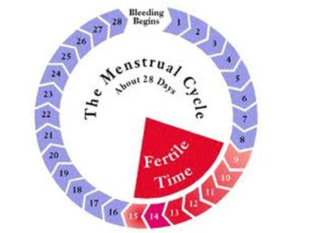 Only primates have a menstrual cycle