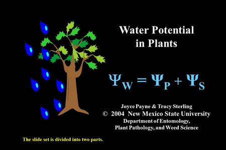 YW = ΨP + ΨS Water Potential in Plants