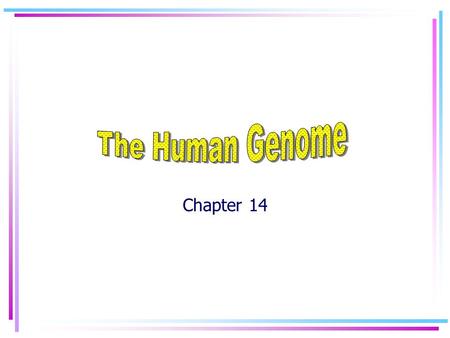 Chapter 14 Human Chromosomes Karyotype: a picture of the chromosomes from a single cell. Used to determine the sex, or possible genetic disorders of.