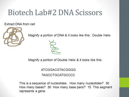 Biotech Lab#2 DNA Scissors Extract DNA from cell Magnify a portion of DNA & it looks like this: Double Helix Magnify a portion of Double Helix & it looks.