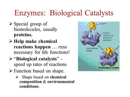Enzymes: Biological Catalysts  Special group of biomolecules, usually proteins.  Help make chemical reactions happen … rxns necessary for life functions!