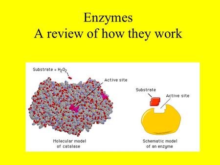 Enzymes A review of how they work. Generate a definition of Enzymes Proteins that promote specific reactions in cells by lowering activation energy required.