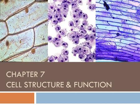 CHAPTER 7 CELL STRUCTURE & FUNCTION. Biology I – 10/23/12  Turn in Vocab Terms  Microscope Lab Day 1 w.s.