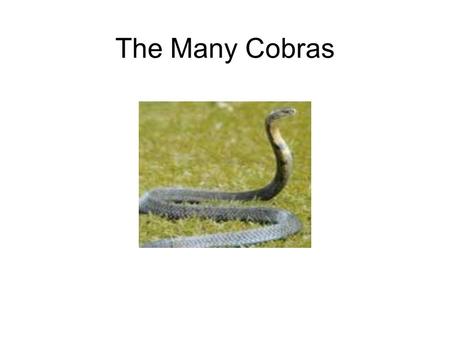The Many Cobras. Common Names King Cobra Asian Cobra Indian Cobra Spectacled Cobra Cobra De Capello.