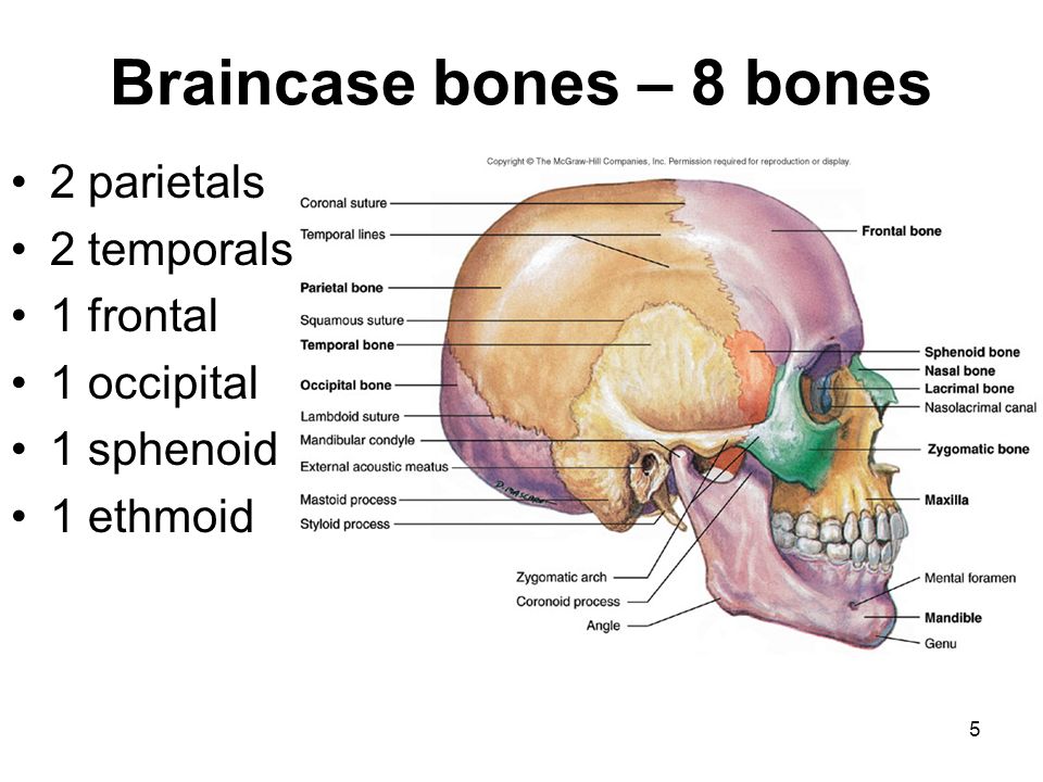 Cranial Facial Bones 105