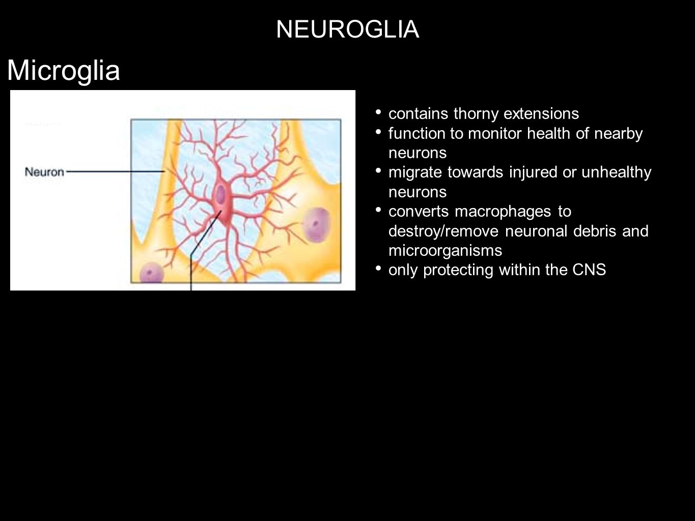 download Arterial Chemoreceptors in Physiology and