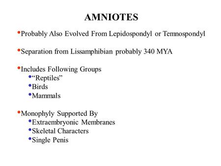 AMNIOTES Probably Also Evolved From Lepidospondyl or Temnospondyl Separation from Lissamphibian probably 340 MYA Includes Following Groups “Reptiles” Birds.
