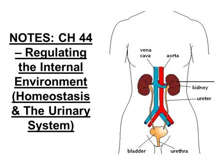 NOTES: CH 44 – Regulating the Internal Environment (Homeostasis & The Urinary System)