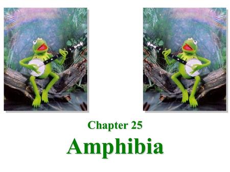 Chapter 25 Amphibia. Devonian period Earth's climate was much warmer than it is today Was always the possibility that the body of water where a fish lived.
