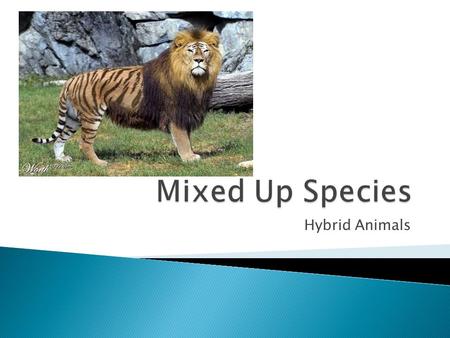 Hybrid Animals.  A Hybrid is a mating of two different species  Mutants are natural variations that occur due to spontaneous genetic changes or the.