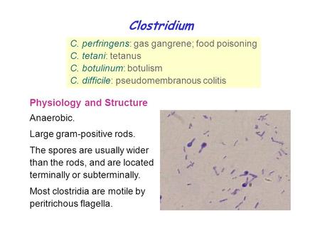 Clostridium Physiology and Structure