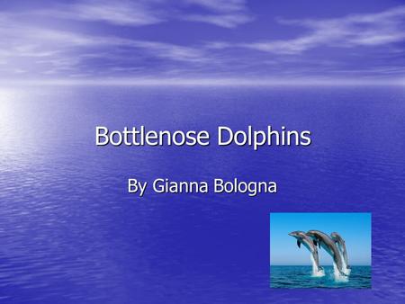 Bottlenose Dolphins By Gianna Bologna. Their Body The average length of a full grown dolphin is 12 feet The average weight of a full grown dolphin is.