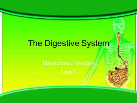 The Digestive System Maintenance Systems Unit 7. Standards and Objectives 05.01 Describe the basic functions of the digestive system: ingestion, digestion,