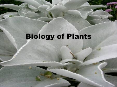 Biology of Plants. Page 72 in your Notebook Divide into 4 parts LeavesRoots Tissues/StemFlower.