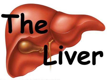 The Liver. 1450 cm 3 of blood flows through the liver every minute. Wide range of functions; 1)Amino acids to glucose. 1450 cm 3 of blood flows through.