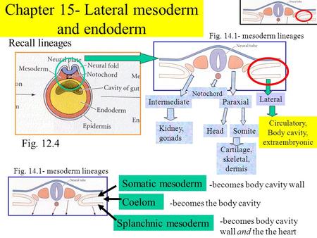 Chapter 15- Lateral mesoderm and endoderm Recall lineages Fig. 12.4 Fig. 14.1- mesoderm lineages Intermediate Kidney, gonads Paraxial HeadSomite Cartilage,
