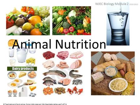 Animal Nutrition WJEC Biology Module 2 (2010-2012) © Teachable and Carol Lekkas. Some rights reserved.
