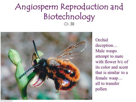 Angiosperm Reproduction and Biotechnology Ch. 38
